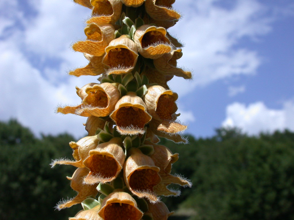 Digitalis ferruginea / Digitale bruna